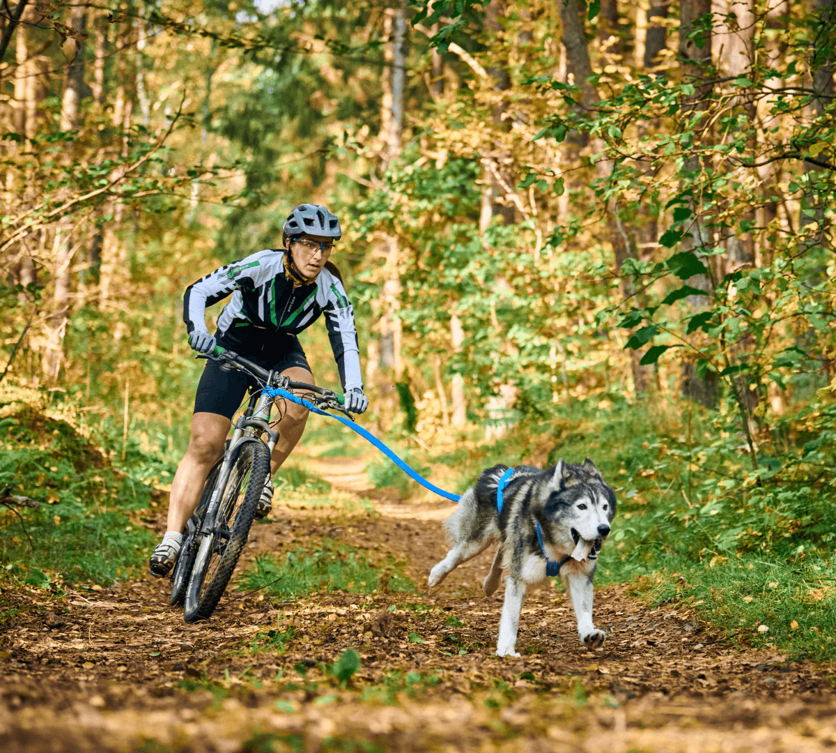 Bikejoring um novo desporto para os donos e os cães Dogs on 