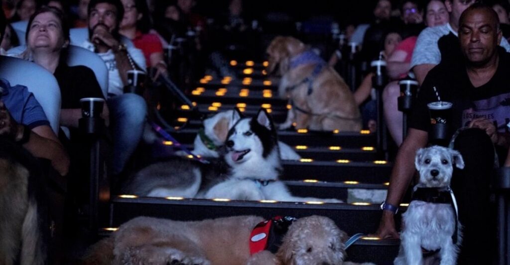 Um cinema onde os cães são bem-vindos