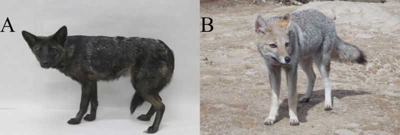 Animal hibrido: mistura de 'raposa' e cão encontrada