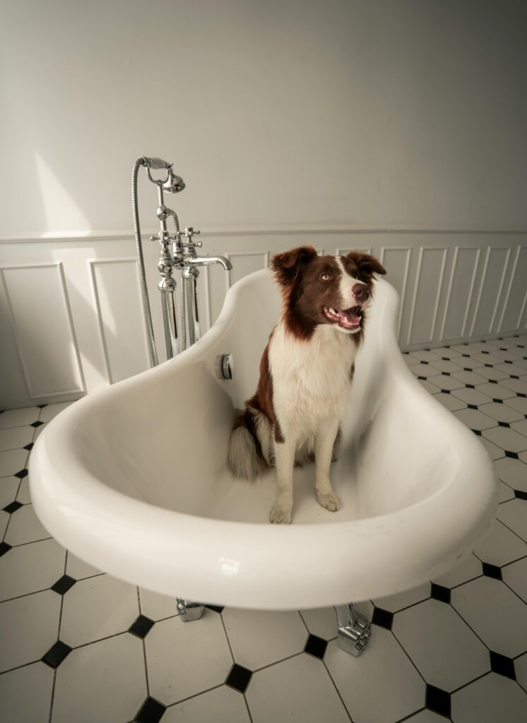 Com que frequência deve um cão tomar banho?