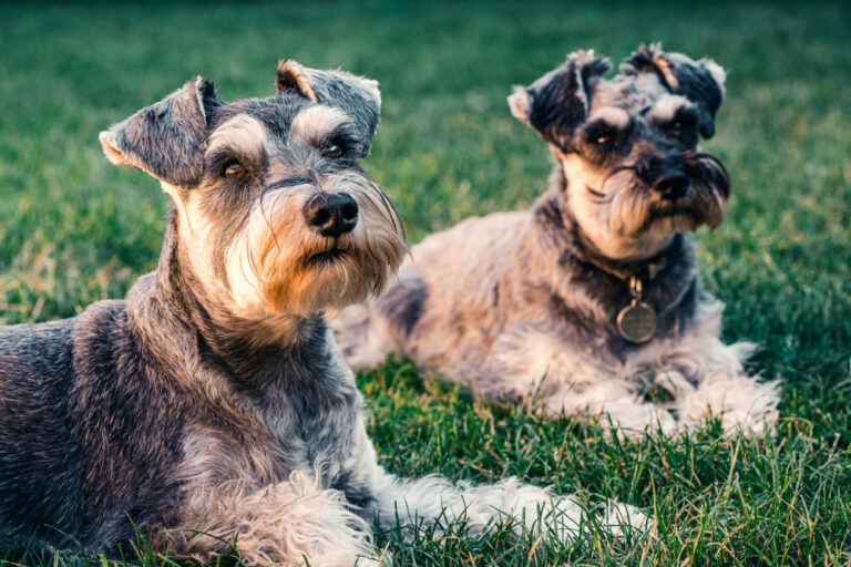 Inteligência Artificial decifra ladrar dos cães