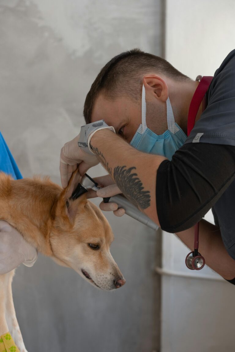 Veterinários na Coreia do Sul Já Utilizam IA para Diagnósticos Mais Rápidos e Precisos