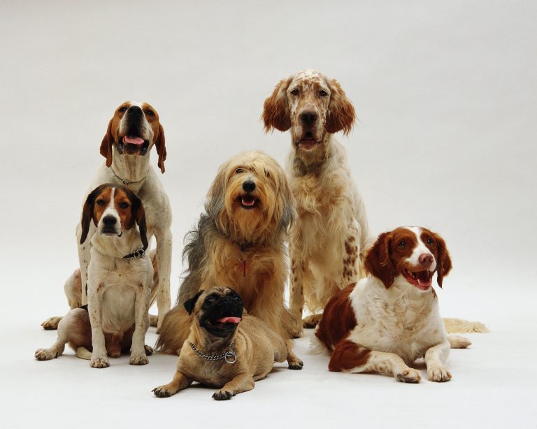 A ajuda vital da Animalife às famílias com animais na Amadora