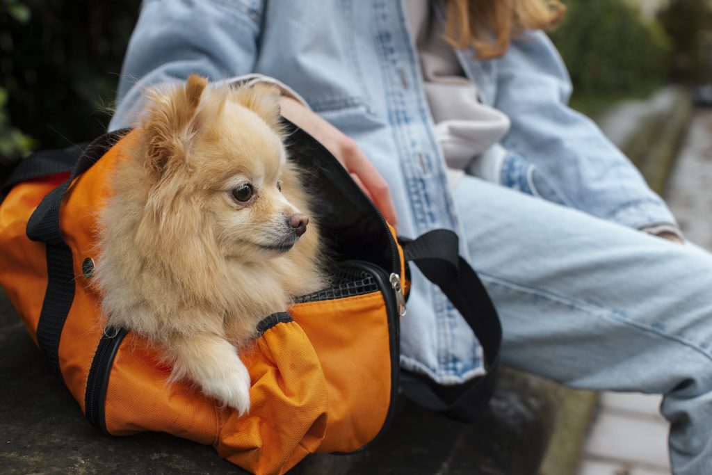 Férias com o seu cão: como garantir o bem-estar do teu patudo