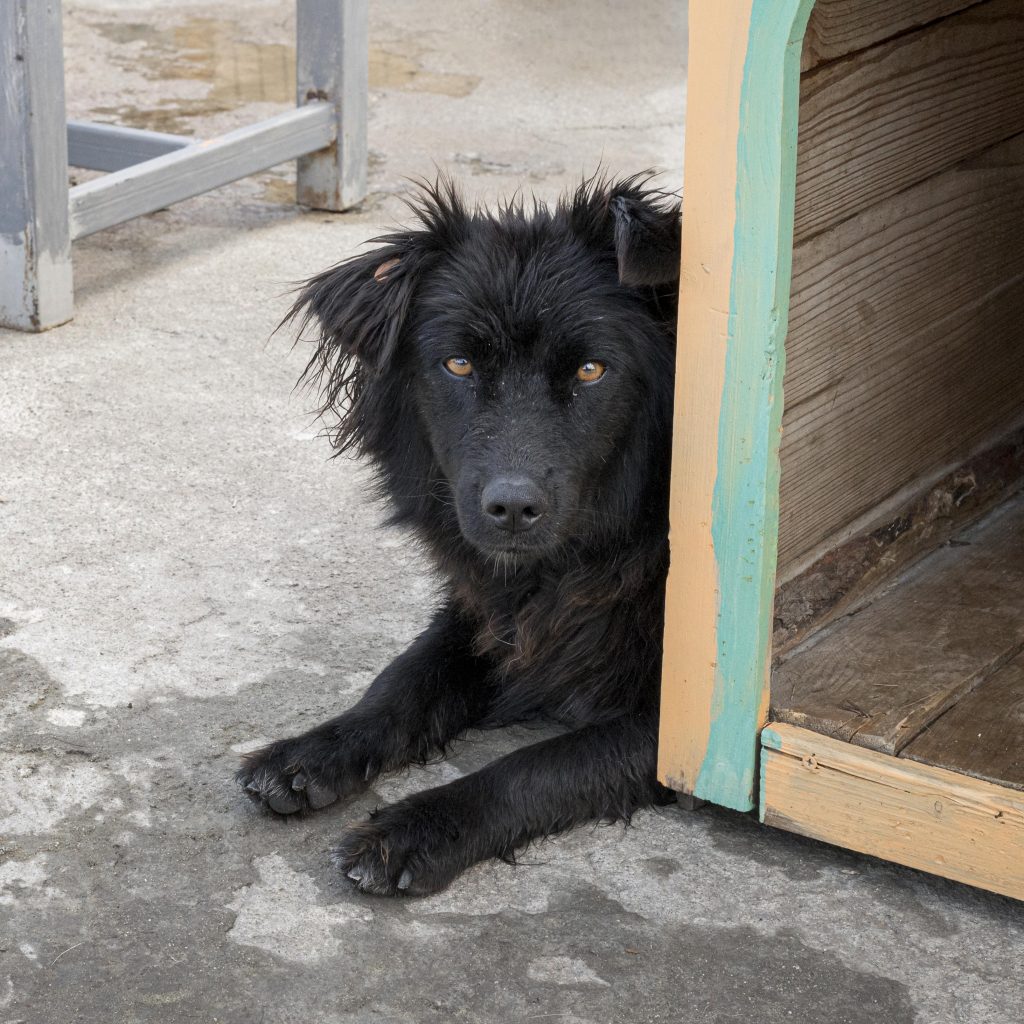 Apoios a famílias carenciadas e 14,5 milhões para combater o abandono animal em portugal