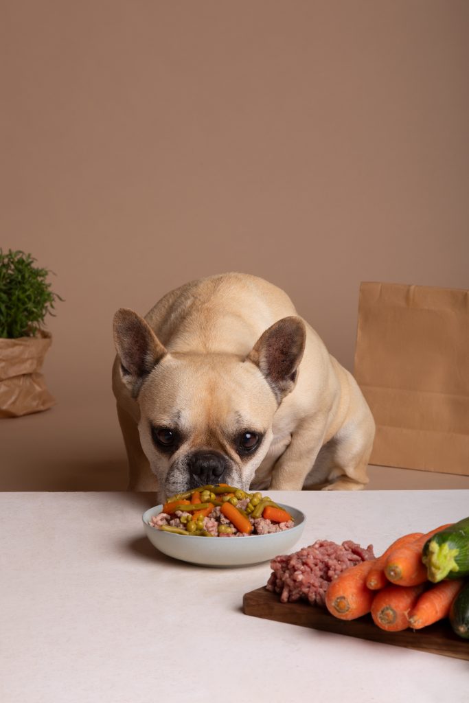 Cães podem ser Vegan? Estudo revela que pode ser uma opção saudável