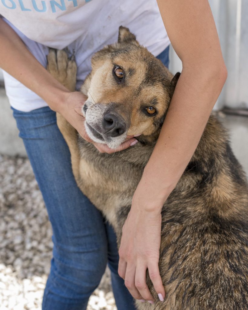 Purina assinala o Dia Mundial do Animal com campanha de adoção responsável em todo o país
