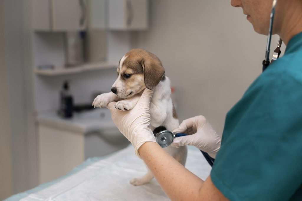 Saúde mental dos veterinários: como enfrentar a carga emocional da profissão e proteger o bem-estar