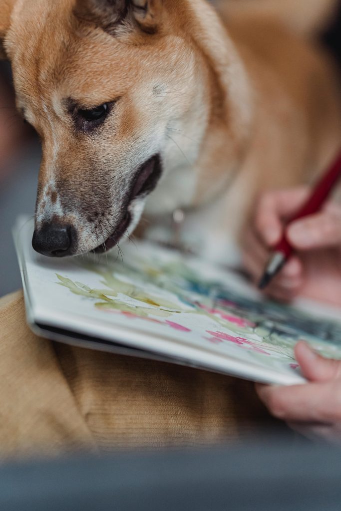 “Desenha o Cão/Gato que Encontrou um Lar!”: Museu Casa Mora promove oficina criativa sobre adoção anima