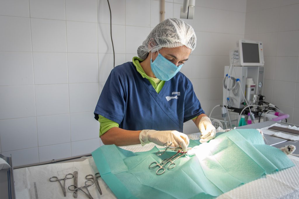 Abrantes dá novo passo no bem-estar animal com sala de cirurgia e carrinha SOS Animal