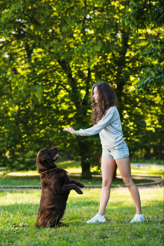 Como praticar exercício com o seu cão (de forma segura e divertida)