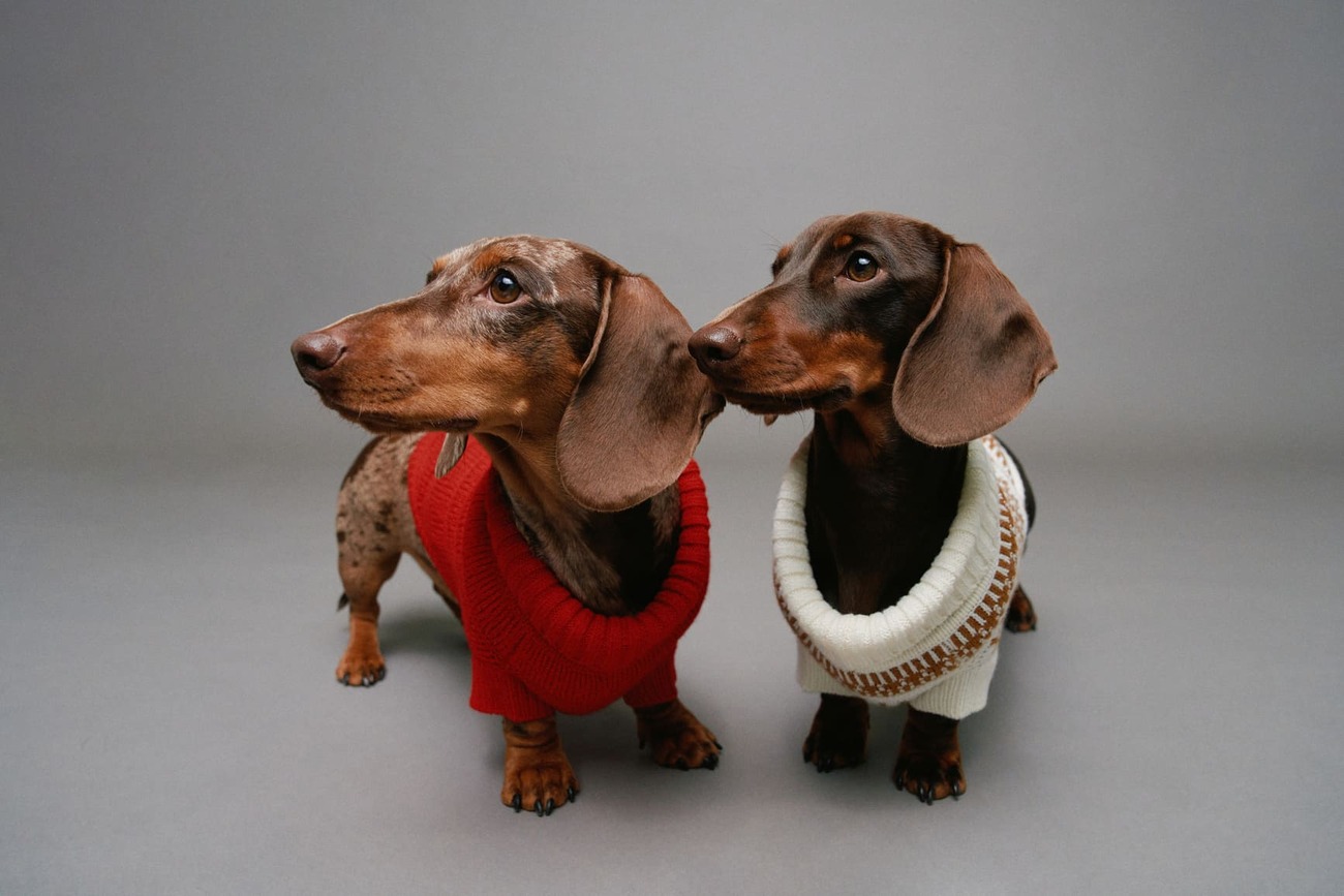 Pinguim é caso mais recente de roubo em zoos alemães – DW – 16/02/2017, image size:1300x867