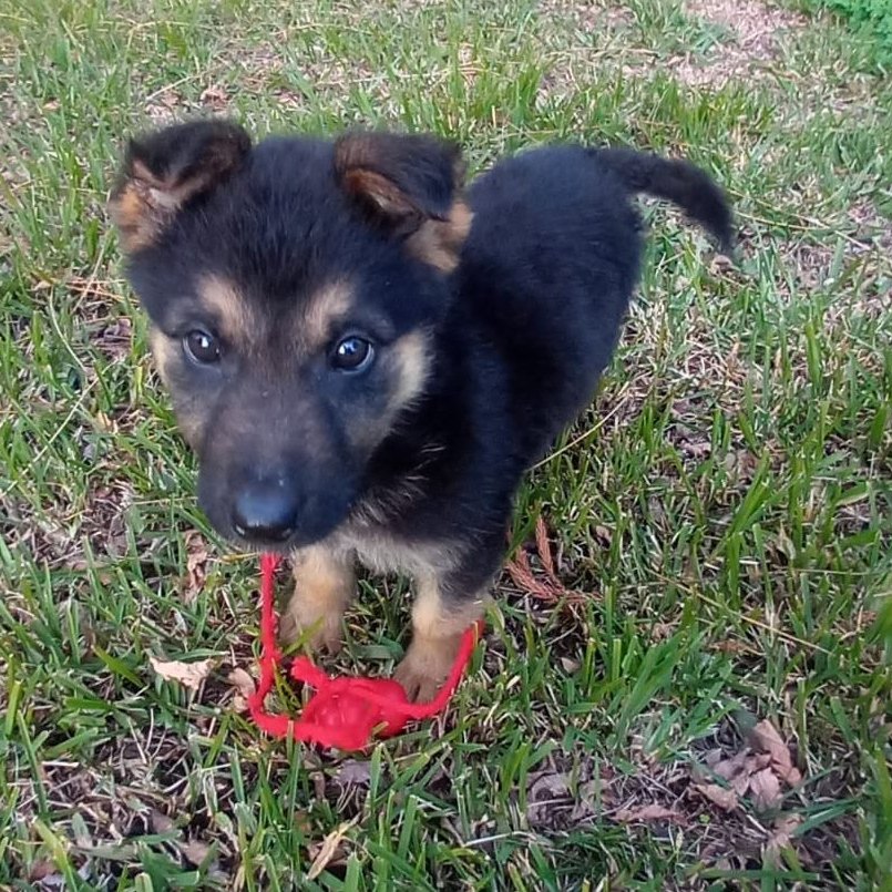 KIM: a nova recruta de quatro patas da GNR de Coimbra