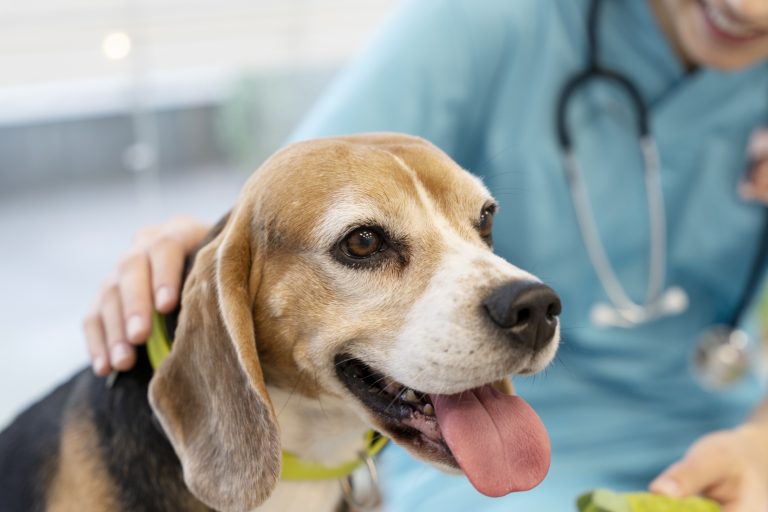 Saúde animal em Portugal: porque a prevenção continua a ficar para trás nas idas ao veterinário