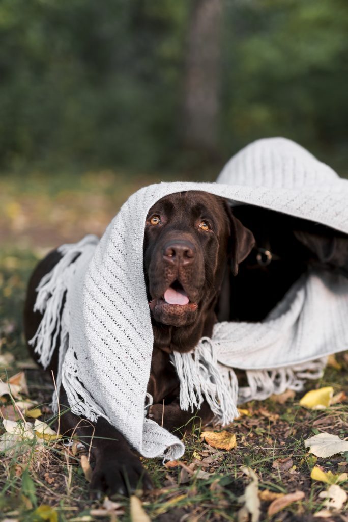 Roupa para cães no inverno: quando faz sentido proteger o seu melhor amigo do frio