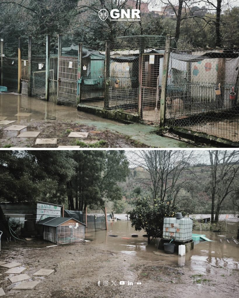 GNR evacua 25 cães em Gondomar para prevenir riscos de inundação