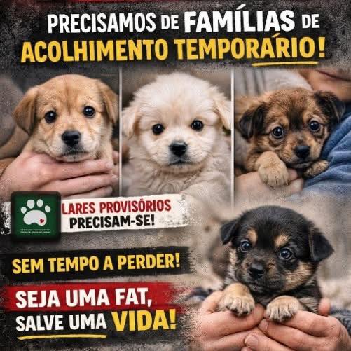 Paços de Ferreira procura famílias de acolhimento temporário para cães: saiba como pode ajudar Sem Custos