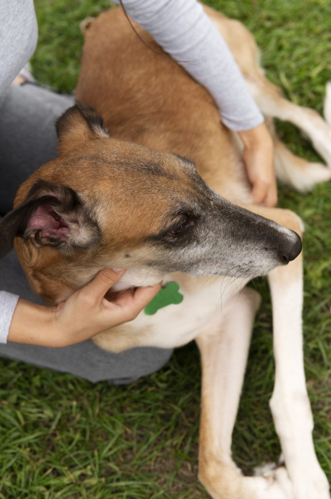 Kit de Emergência para Cães e Gatos: o Guia Essencial para Proteger o Seu Animal em Situações de Evacuação