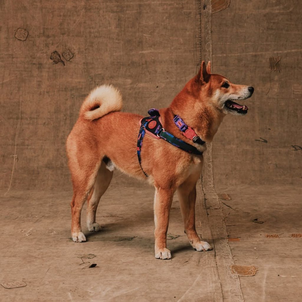 Streetwear para cães: Reebok e Zee.Dog reinventam o estilo nos passeios pet