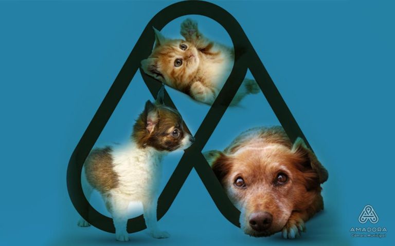 Amadora cria Cheque Veterinário para apoiar famílias com animais de companhia