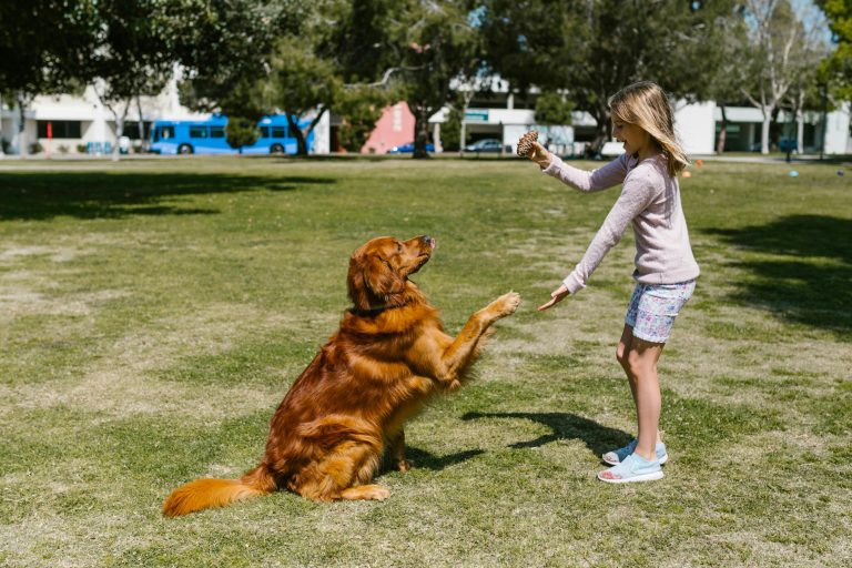 Cães que mudam vidas: projeto na Amadora está a transformar crianças e séniores
