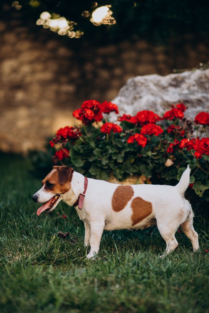 Primavera com patinhas felizes: como proteger a pele e o pêlo do seu cão nesta estação