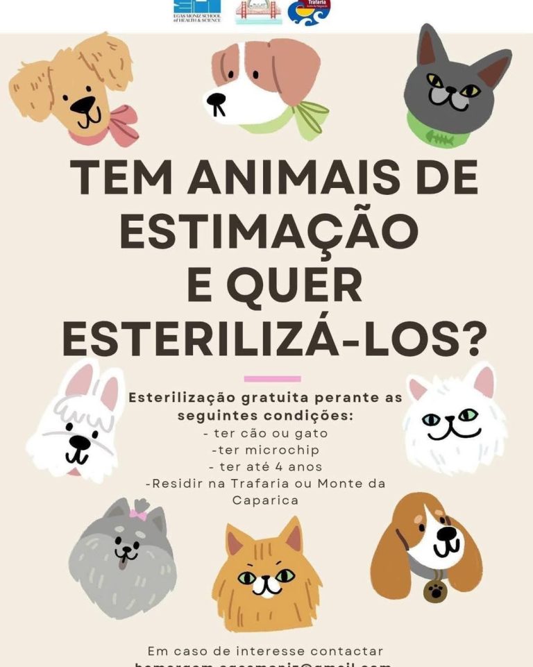 Caparica e Trafaria oferecem esterilizações gratuitas para cães e gatos: saiba quem pode beneficiar