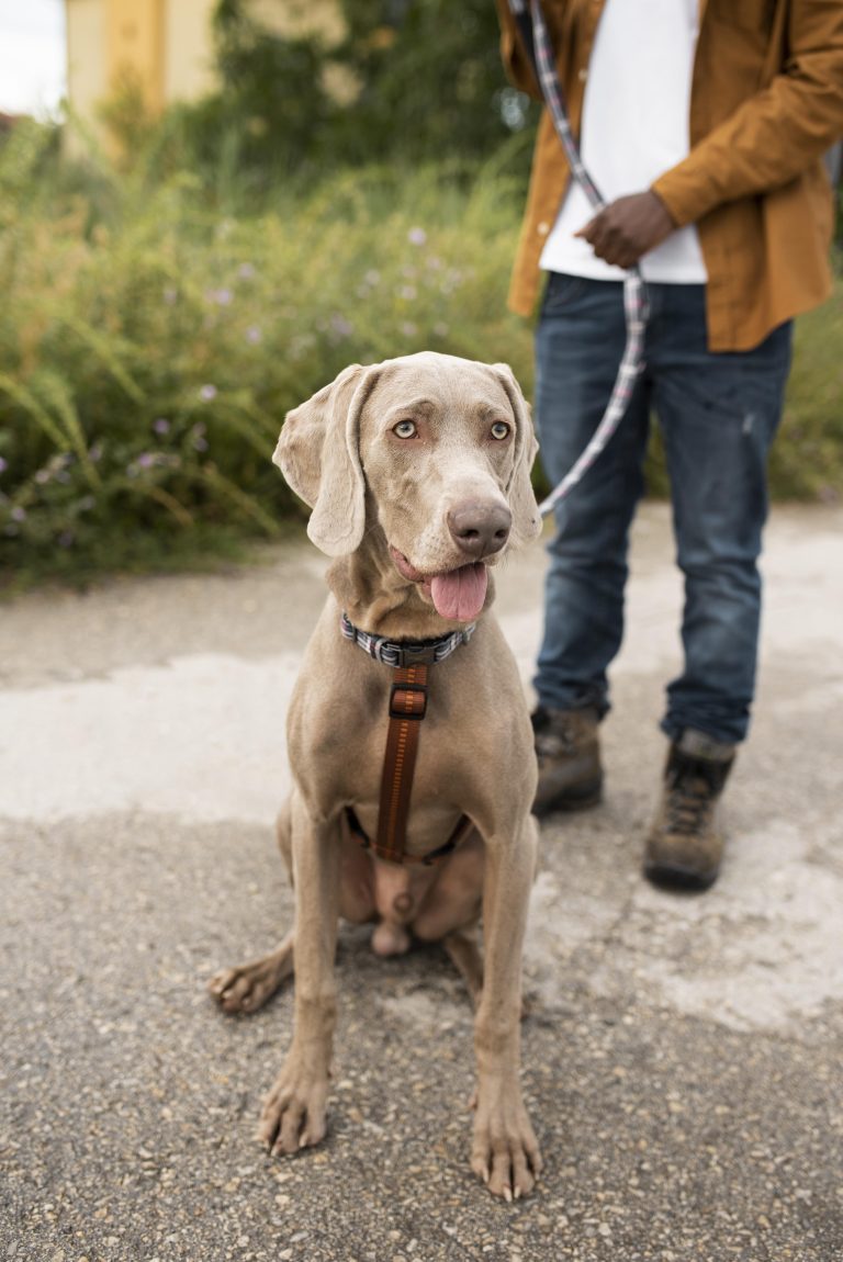 Cães-guia mudam vidas em Portugal, mas continuam inacessíveis para muitos invisuais