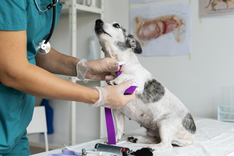 Licença para urgência veterinária? O debate que está a ganhar força entre os tutores de animais em Portugal